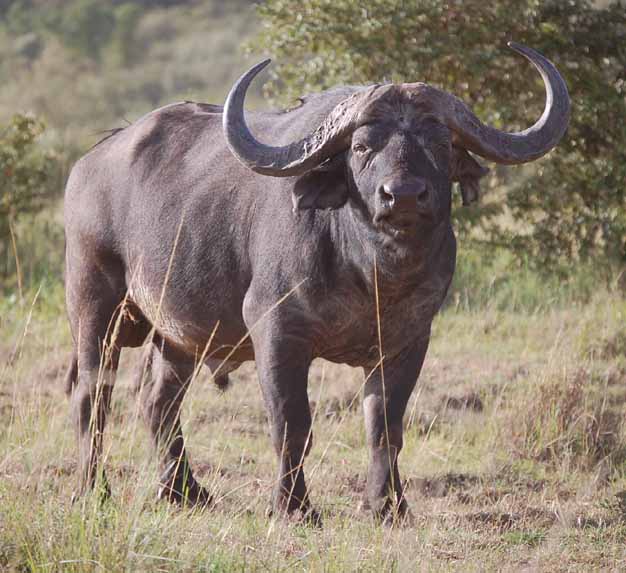 Dangerous Cape Buffalo